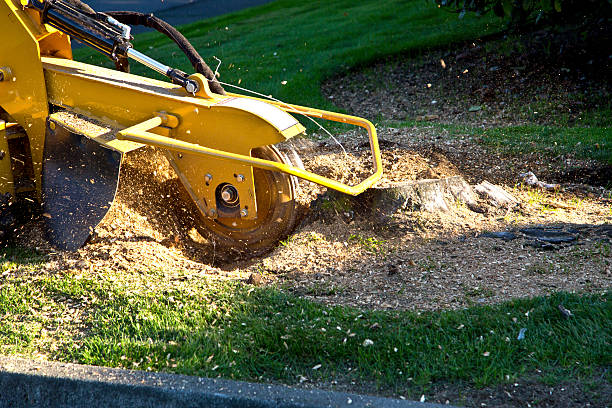 How Our Tree Care Process Works  in  Reynoldsburg, OH